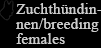 Zuchthündinnen/breeding females