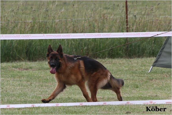 Willis aus Wattenscheid